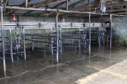 Cow shed